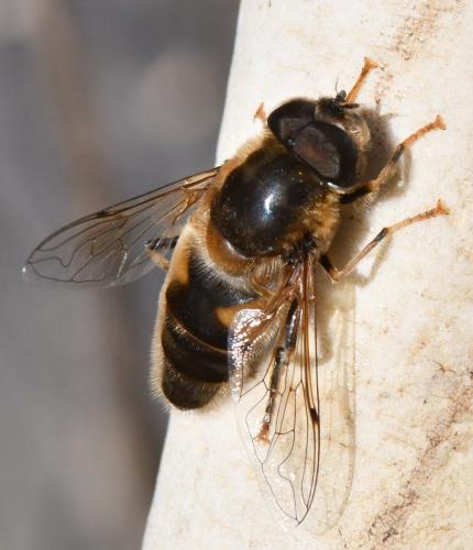 Réf. 276 794 : Eristalis pertinax
